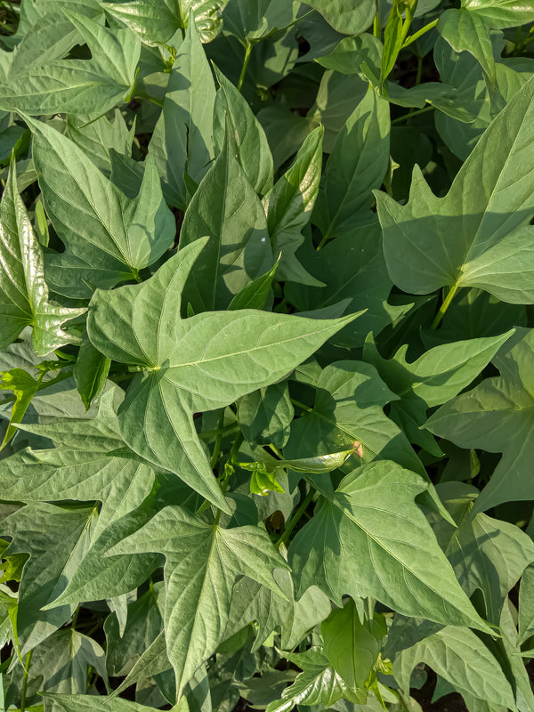 Sweet potato leaves